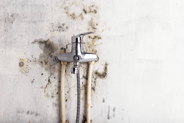 Best Professional Mold Removal  in Belleville, PA