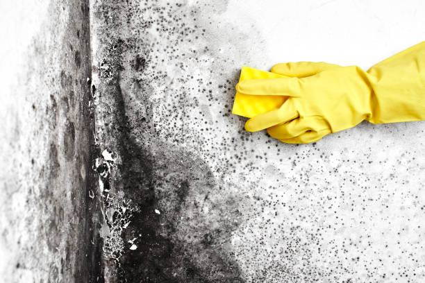 Trusted Belleville, PA Mold Removal Experts