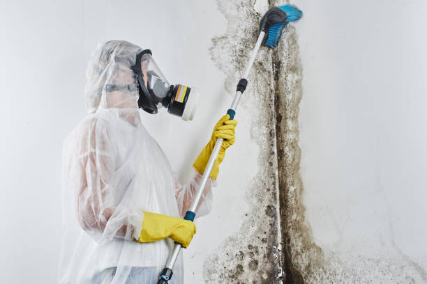 Best Toxic Mold Removal  in Belleville, PA