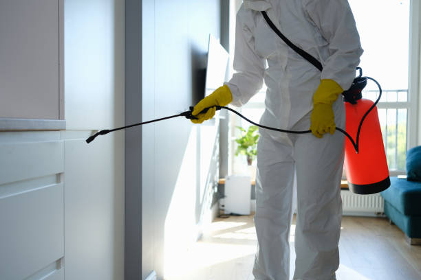 Best Black Mold Removal  in Belleville, PA