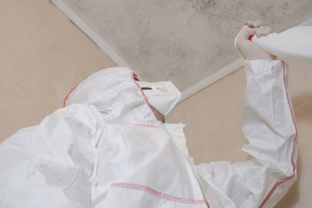 Best Mold Remediation  in Belleville, PA