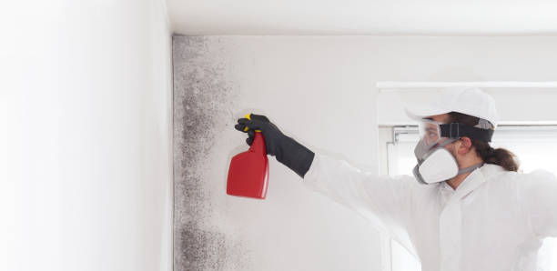 Mold Removal Process in Belleville, PA