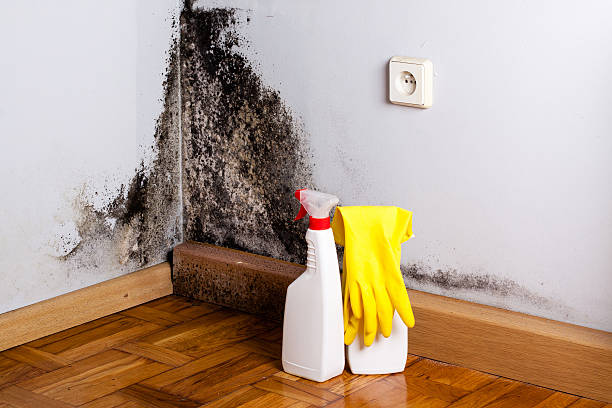 Best Fast Mold Removal  in Belleville, PA