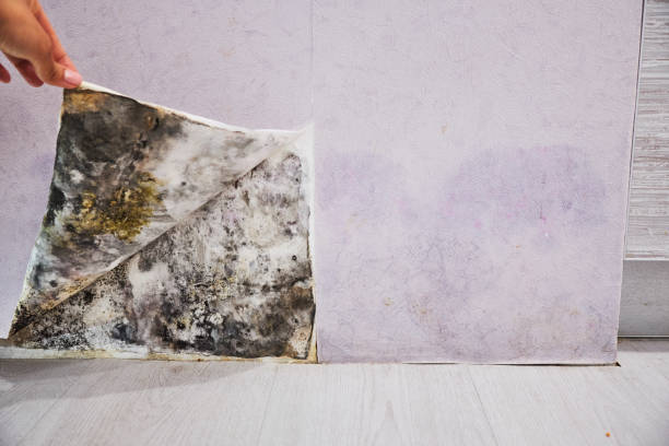 Best Attic Mold Removal  in Belleville, PA